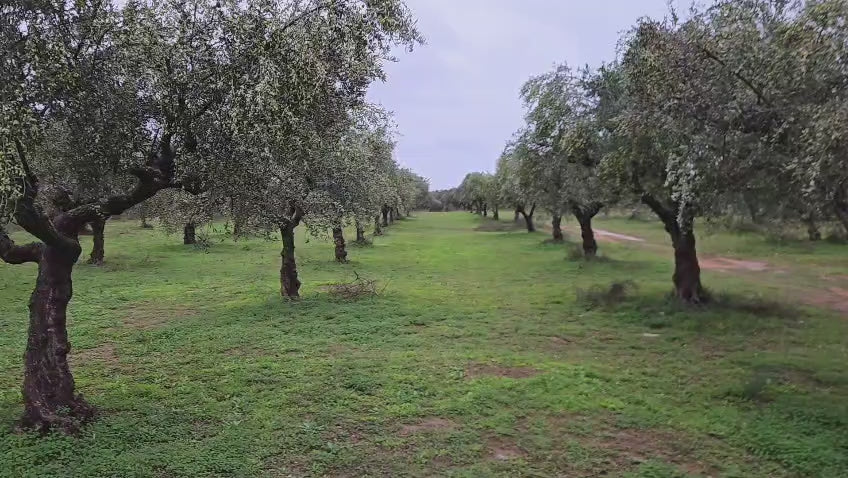 Load video: Olivenhain ARÍON Olivenöl in Messini, Griechenland